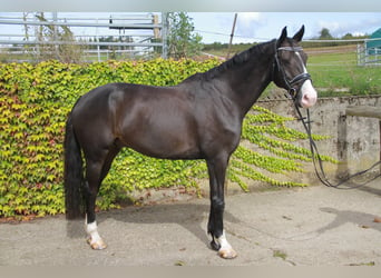 KWPN, Ruin, 10 Jaar, 171 cm, Zwartbruin