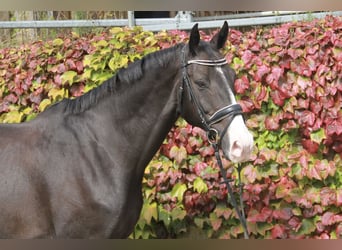 KWPN, Ruin, 10 Jaar, 171 cm, Zwartbruin