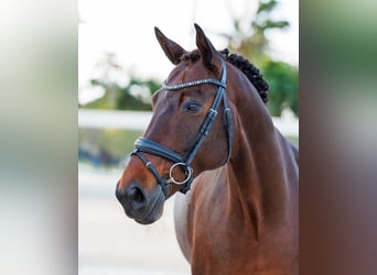 KWPN, Ruin, 10 Jaar, 173 cm, Bruin