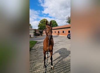 KWPN, Ruin, 10 Jaar, 173 cm, Bruin