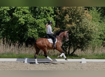 KWPN, Ruin, 10 Jaar, 173 cm, Donkerbruin