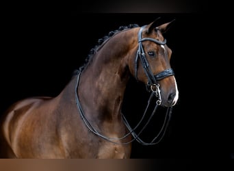 KWPN, Ruin, 10 Jaar, 173 cm, Donkerbruin