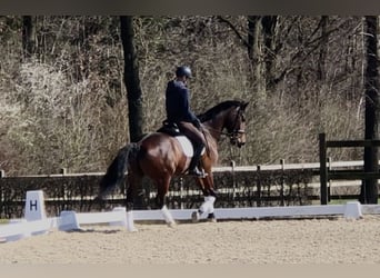 KWPN, Ruin, 10 Jaar, 174 cm, Donkerbruin