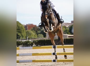 KWPN, Ruin, 10 Jaar, 175 cm, Bruin