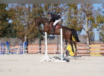 KWPN, Ruin, 10 Jaar, 175 cm, Bruin