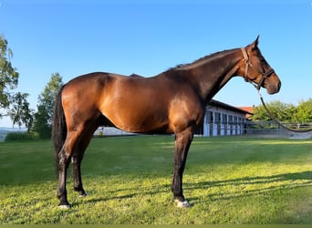 KWPN, Ruin, 10 Jaar, 175 cm, Donkerbruin