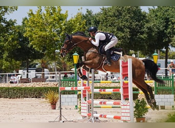 KWPN, Ruin, 10 Jaar, 175 cm, Donkere-vos
