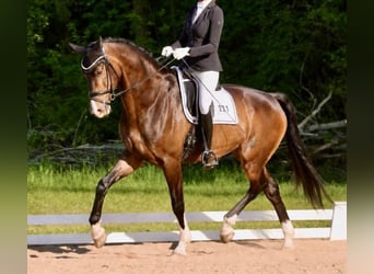 KWPN, Ruin, 10 Jaar, 178 cm
