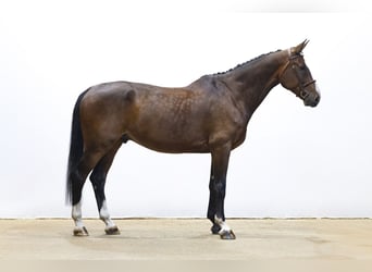 KWPN, Ruin, 10 Jaar, 182 cm, Donkerbruin