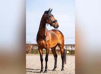 KWPN, Ruin, 11 Jaar, 159 cm, Bruin