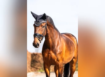 KWPN, Ruin, 11 Jaar, 159 cm, Bruin