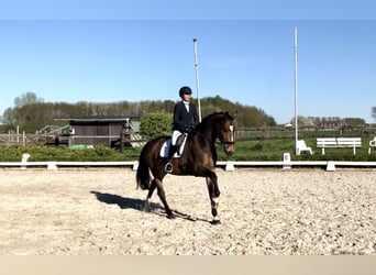 KWPN, Ruin, 11 Jaar, 164 cm, Bruin