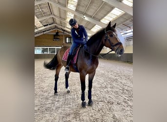 KWPN, Ruin, 11 Jaar, 164 cm, Bruin