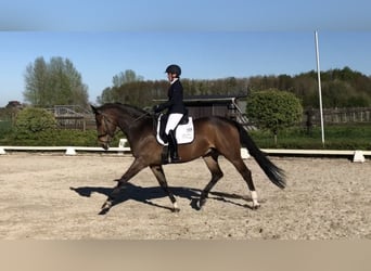KWPN, Ruin, 11 Jaar, 164 cm, Bruin