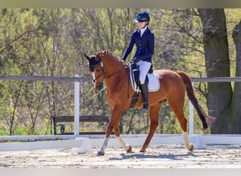 KWPN, Ruin, 11 Jaar, 164 cm, Donkere-vos