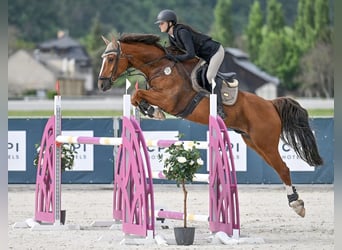 KWPN, Ruin, 11 Jaar, 164 cm, Vos