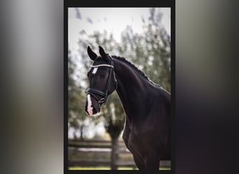 KWPN, Ruin, 11 Jaar, 165 cm, Zwartbruin