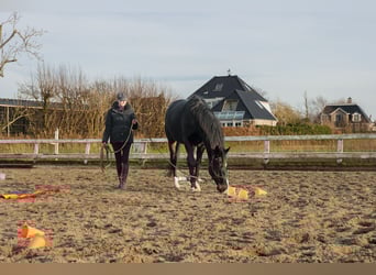 KWPN, Ruin, 11 Jaar, 165 cm, Zwartbruin