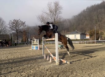 KWPN, Ruin, 11 Jaar, 166 cm, Bruin