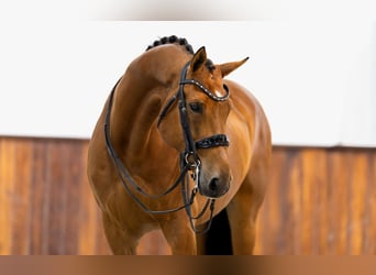 KWPN, Ruin, 11 Jaar, 167 cm, Bruin