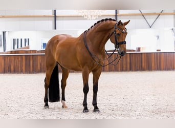 KWPN, Ruin, 11 Jaar, 167 cm, Bruin