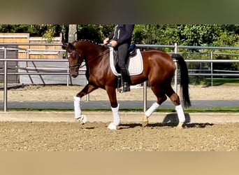 KWPN, Ruin, 11 Jaar, 167 cm, Bruin