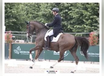 KWPN, Ruin, 11 Jaar, 167 cm, Donkere-vos