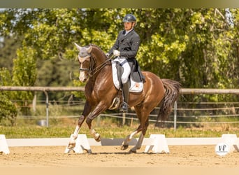 KWPN, Ruin, 11 Jaar, 167 cm, Donkere-vos