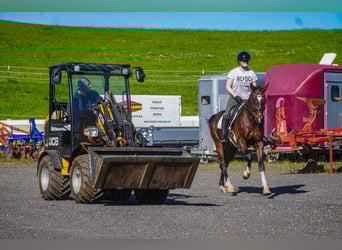 KWPN, Ruin, 11 Jaar, 168 cm, Bruin