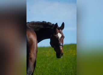 KWPN, Ruin, 11 Jaar, 168 cm, Bruin