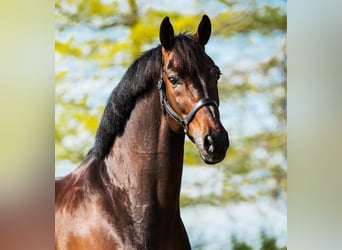 KWPN, Ruin, 11 Jaar, 168 cm, Bruin