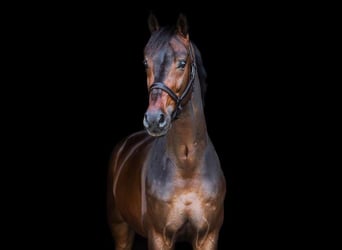 KWPN, Ruin, 11 Jaar, 168 cm, Bruin