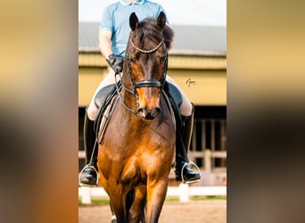KWPN, Ruin, 11 Jaar, 168 cm, Bruin
