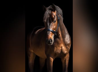 KWPN, Ruin, 11 Jaar, 168 cm, Bruin
