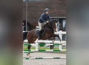 KWPN, Ruin, 11 Jaar, 168 cm, Bruin