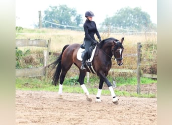 KWPN, Ruin, 11 Jaar, 168 cm, Donkerbruin