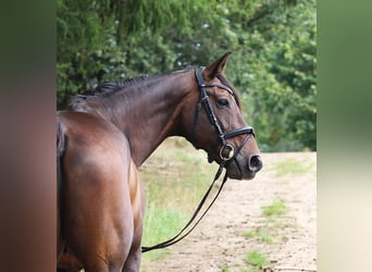 KWPN, Ruin, 11 Jaar, 168 cm, Donkerbruin
