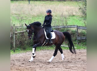 KWPN, Ruin, 11 Jaar, 168 cm, Donkerbruin