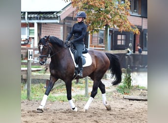 KWPN, Ruin, 11 Jaar, 168 cm, Donkerbruin