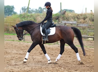 KWPN, Ruin, 11 Jaar, 168 cm, Donkerbruin