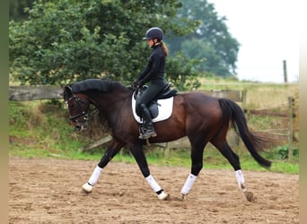 KWPN, Ruin, 11 Jaar, 168 cm, Donkerbruin