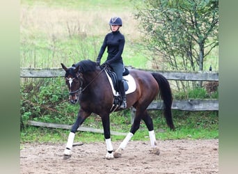 KWPN, Ruin, 11 Jaar, 168 cm, Donkerbruin