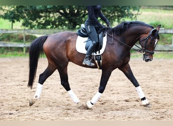 KWPN, Ruin, 11 Jaar, 168 cm, Donkerbruin