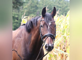 KWPN, Ruin, 11 Jaar, 168 cm, Donkerbruin