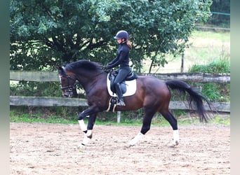 KWPN, Ruin, 11 Jaar, 168 cm, Donkerbruin