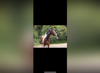 KWPN, Ruin, 11 Jaar, 168 cm, Gevlekt-paard