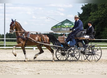KWPN, Ruin, 11 Jaar, 168 cm, Roodbruin