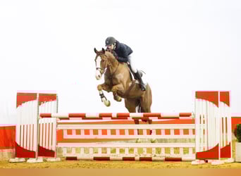 KWPN, Ruin, 11 Jaar, 169 cm