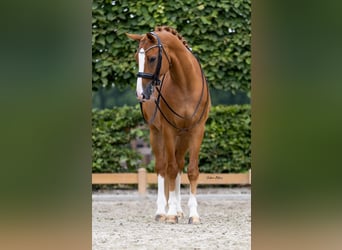 KWPN, Ruin, 11 Jaar, 169 cm, Vos