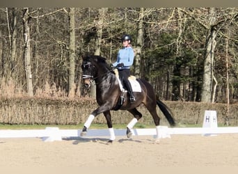 KWPN, Ruin, 11 Jaar, 169 cm, Zwartbruin